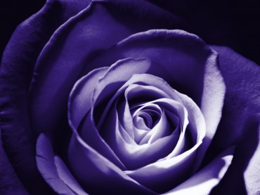 RoseClub_Home_Graphic